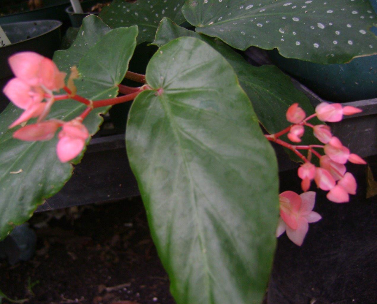 B. ‘Victoria Woods’